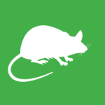 white vector image of a rodent on a green background